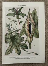 Antique Print Bryony Chickweed