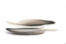 VENIARD MALLARD DUCK QUILLS