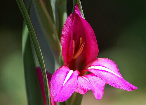 Gladioli byzantinus - 12,