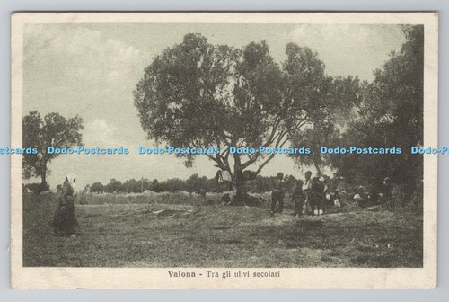 R793373 valona tra gli ulivi - valona,