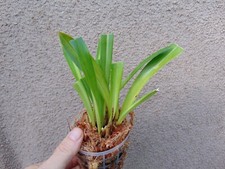 Rare Dracula gigas `Brown`