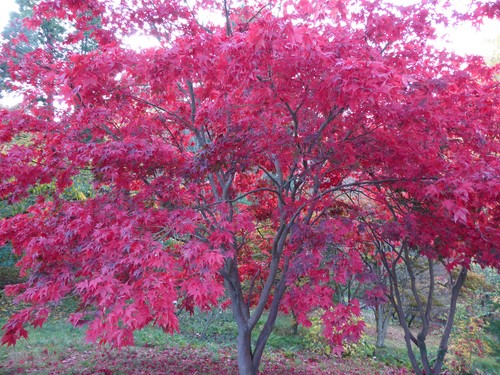 Best acer palmatum - acer, palmatum,