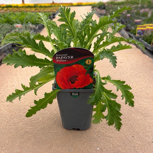 Papaver brilliant perennial - brilliant,