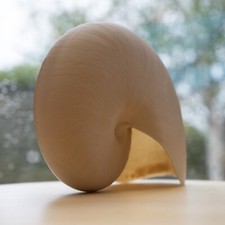 Life Size Nautilus Shell