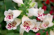 Foxglove Dalmatian F1 White