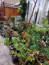 1 X  60-80cm bare rooted