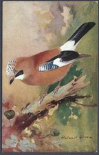 Jay by Roland Green - R.S. Art Press bird postcard