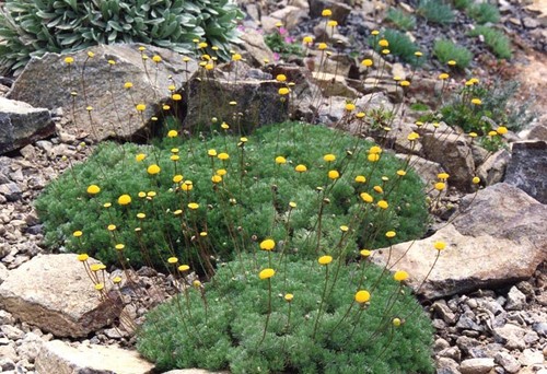 Cotula hispida 9cm pots - cotula,