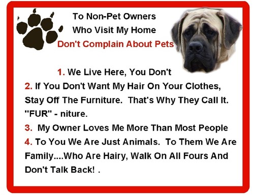 Funny dog english - dog, mastiff