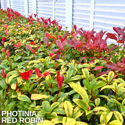 Large plant photinia - 1,