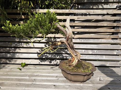 Taxus cuspidata bonsai - taxus,
