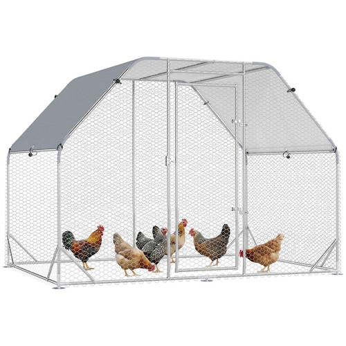 Chicken run roof walk - chicken, in