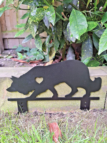 Border collie dog garden - collie,