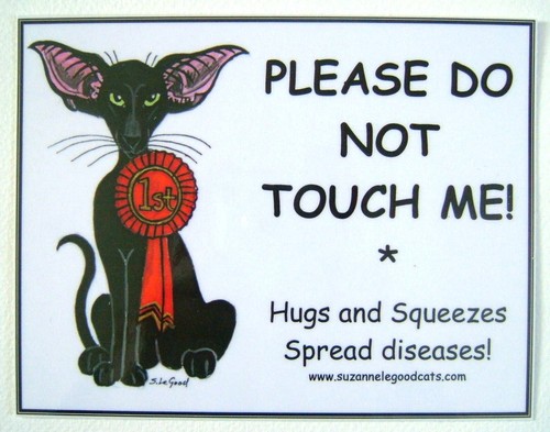 Oriental cat signs - 2, x