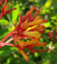Firefly Dwarf Red Firebush