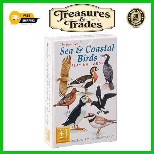 Beautiful sea coastal bird - beautiful,