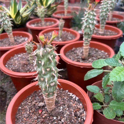 1pcs 13cm seedgrowth - 10-13cm,