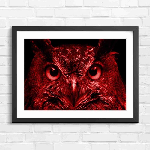 Intense orange owl - intense, eyes