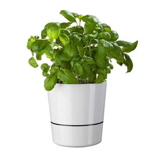 Mepal hydro herb - mepal,