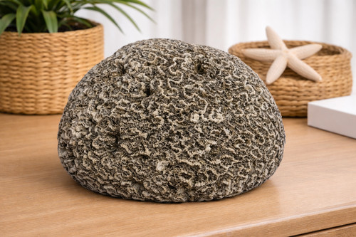 Large natural brain coral - natural,