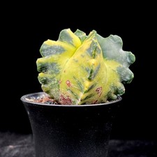 Astrophytum Myriosigma