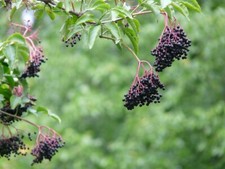 WILD ELDER - [SAMBUCUS NIGRA] -  BARE ROOT PLANT - ELDERBERRY - ELDERFLOWER