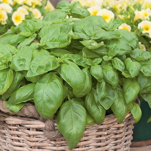 Sweet basil ocimum - sweet,