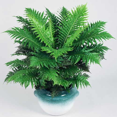 Elegant blechnum silver lady - blechnum, |