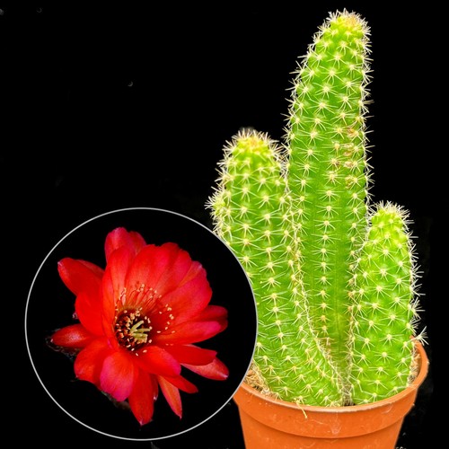 Chamaecereus silvestrii peanut - chamaecereus,