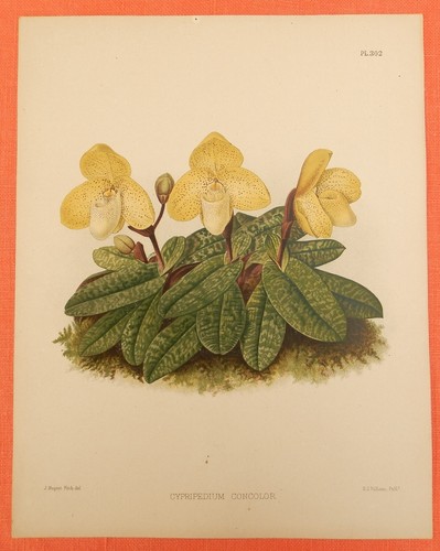 Cypripedium concolor orchid - cypripedium,
