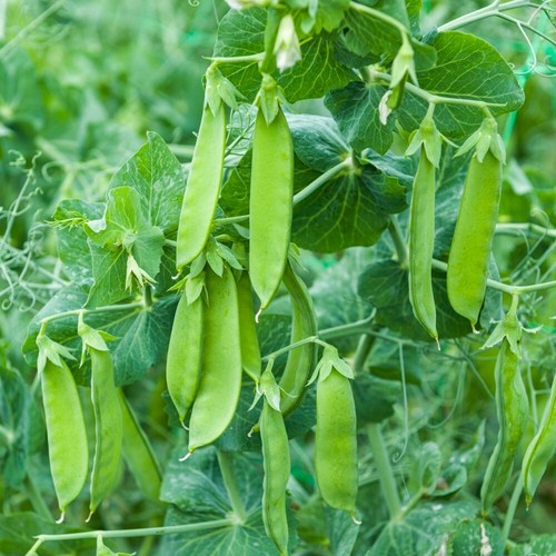 Pea snow max - (mangetout),