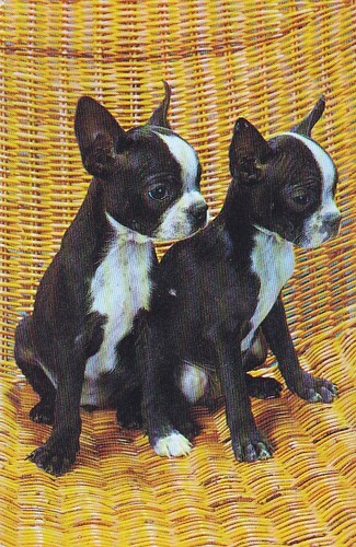 Boston terrier puppies - terrier,