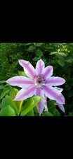 Clematis Nelly Moser Large