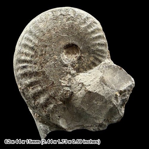 Tiltoniceras costatum fossil - tiltoniceras,