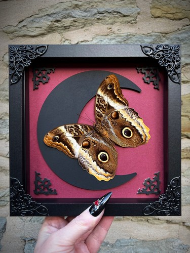 Owl butterfly framed - owl,
