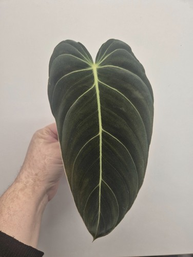Philodendron melanochrysum - philodendron,