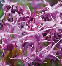 Epimedium grandiflorum