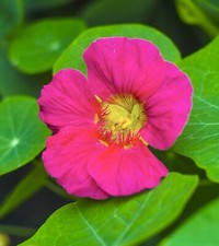 Cherry Rose Nasturtium - 16x