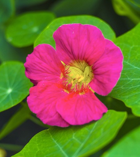 Cherry rose nasturtium 16x - cherry,