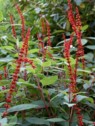 Salvia confertiflora 9cm pot - confertiflora,