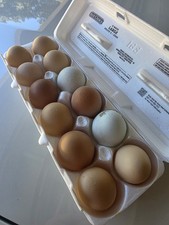 BYM Hatching Eggs Rainbow Mix