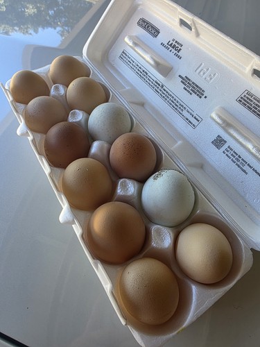 Bym hatching eggs rainbow - bym, mix