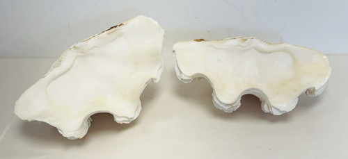 Pair vintage clam shell - clam,