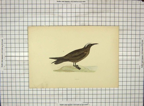 Original old antique - original, print