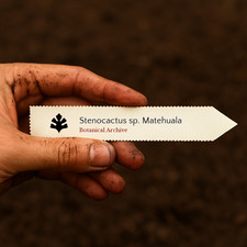 Stenocactus sp. Matehuala