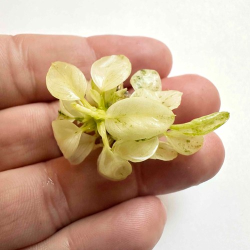 Rare anubias nana - rare,
