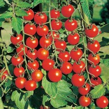 Moneymaker Cherry Tomato-  ~50 Viable Seeds - Sweet and Juicy - FREE POSTAGE