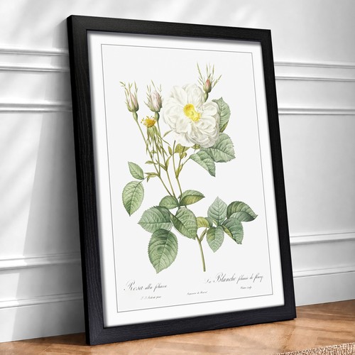 White rose york flowers - white,