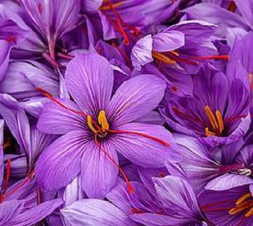 Crocus sativus saffron - 10,