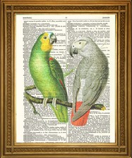 VINTAGE DICTIONARY PAGE PRINT: African Green and Grey Parrots Birds Art (8x10")